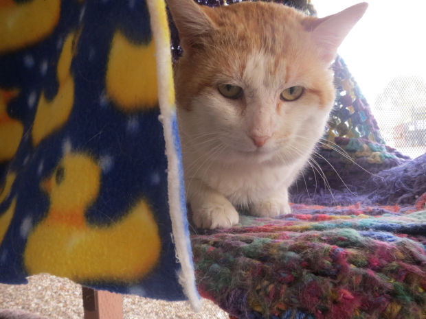 Pets for adoption